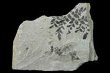 Pennsylvanian Fossil Fern (Neuropteris) Plate - Kentucky #142402-1